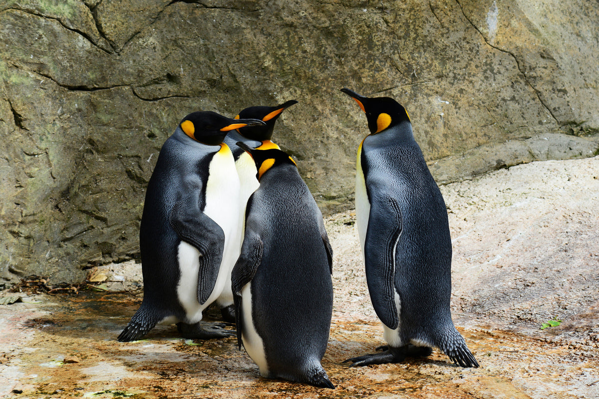 3-piece-aluminium-print-king-penguins
