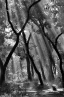 canvas-print-enchanted-forest-ii