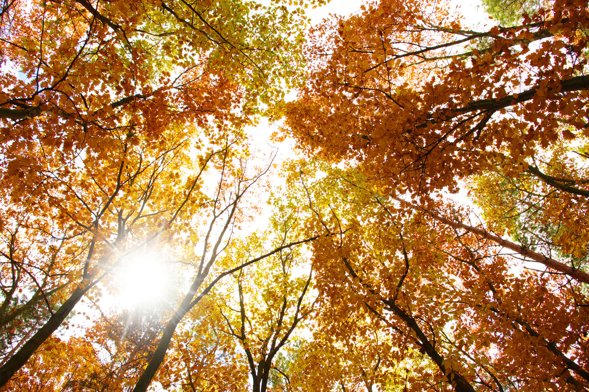 framedposter-print-enlightened-autumn-trees