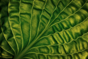 aluminium-print-leaf-of-a-hosta
