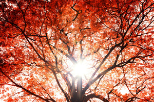 3-piece-aluminium-print-light-of-autumn