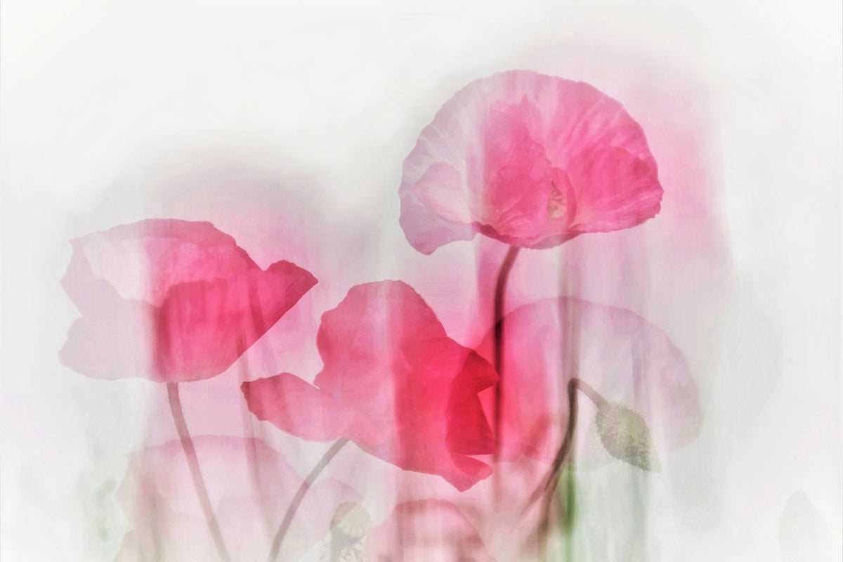 framedposter-print-flowers