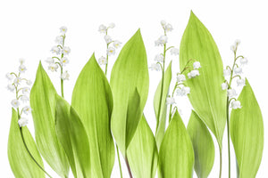 poster-print-lily-of-the-valley
