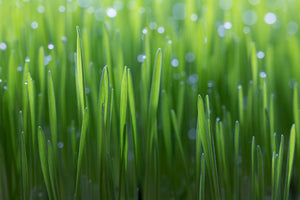 aluminium-print-wheat-x