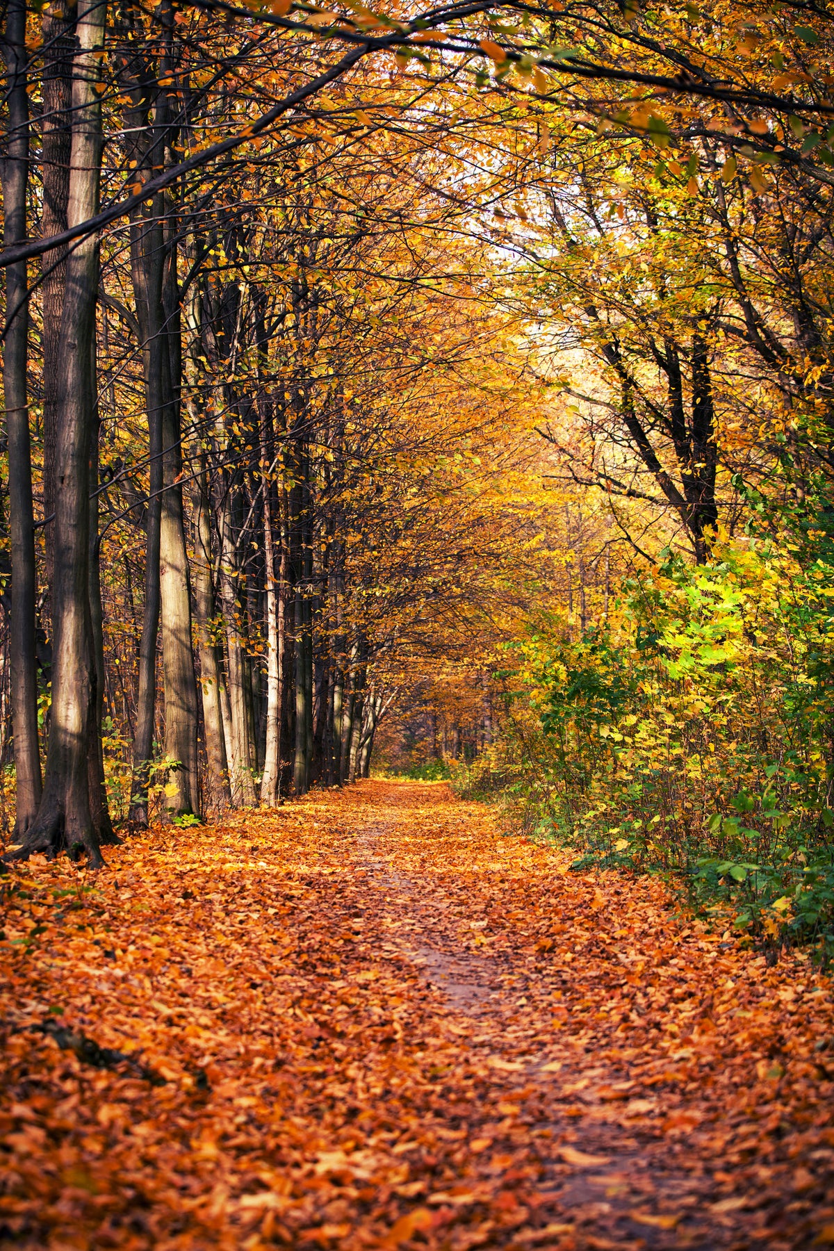poster-print-deciduous-forest-in-autumn-light