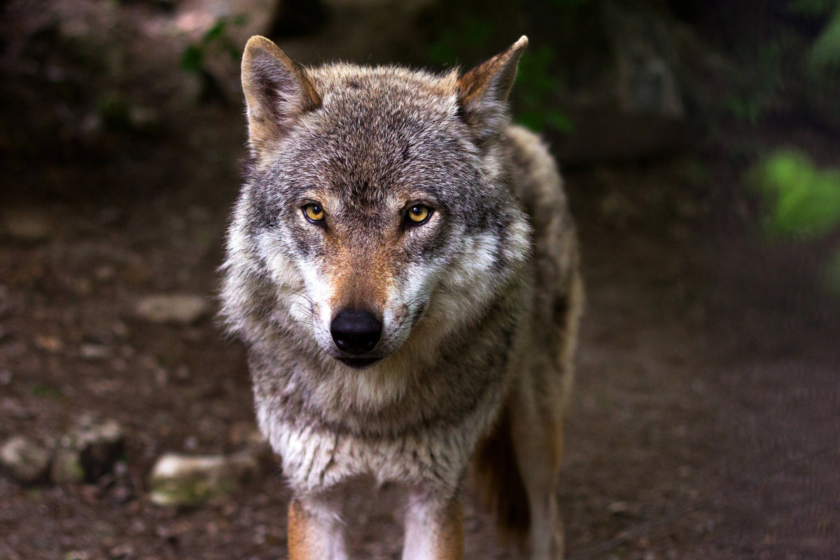 3-piece-acrylic-print-the-evil-wolf