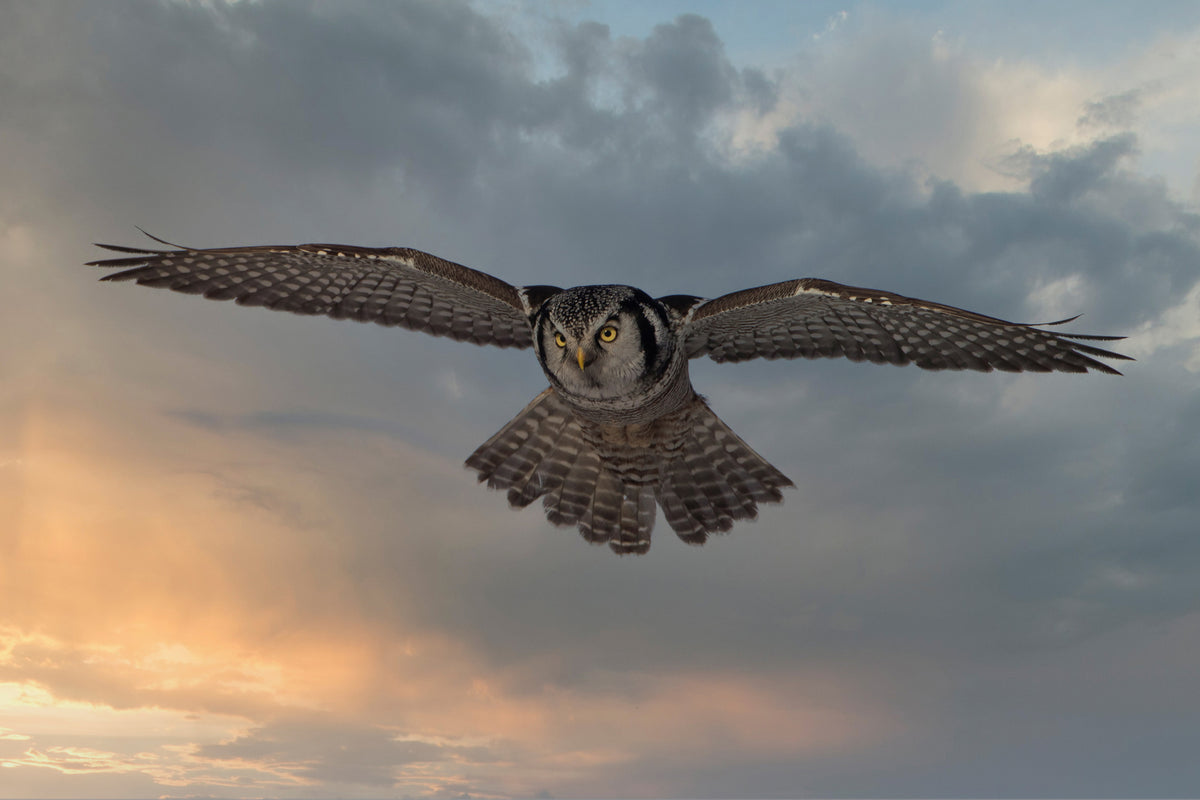 canvas-print-sky-patrol-x