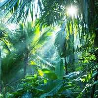aluminium-print-in-tropical-forest