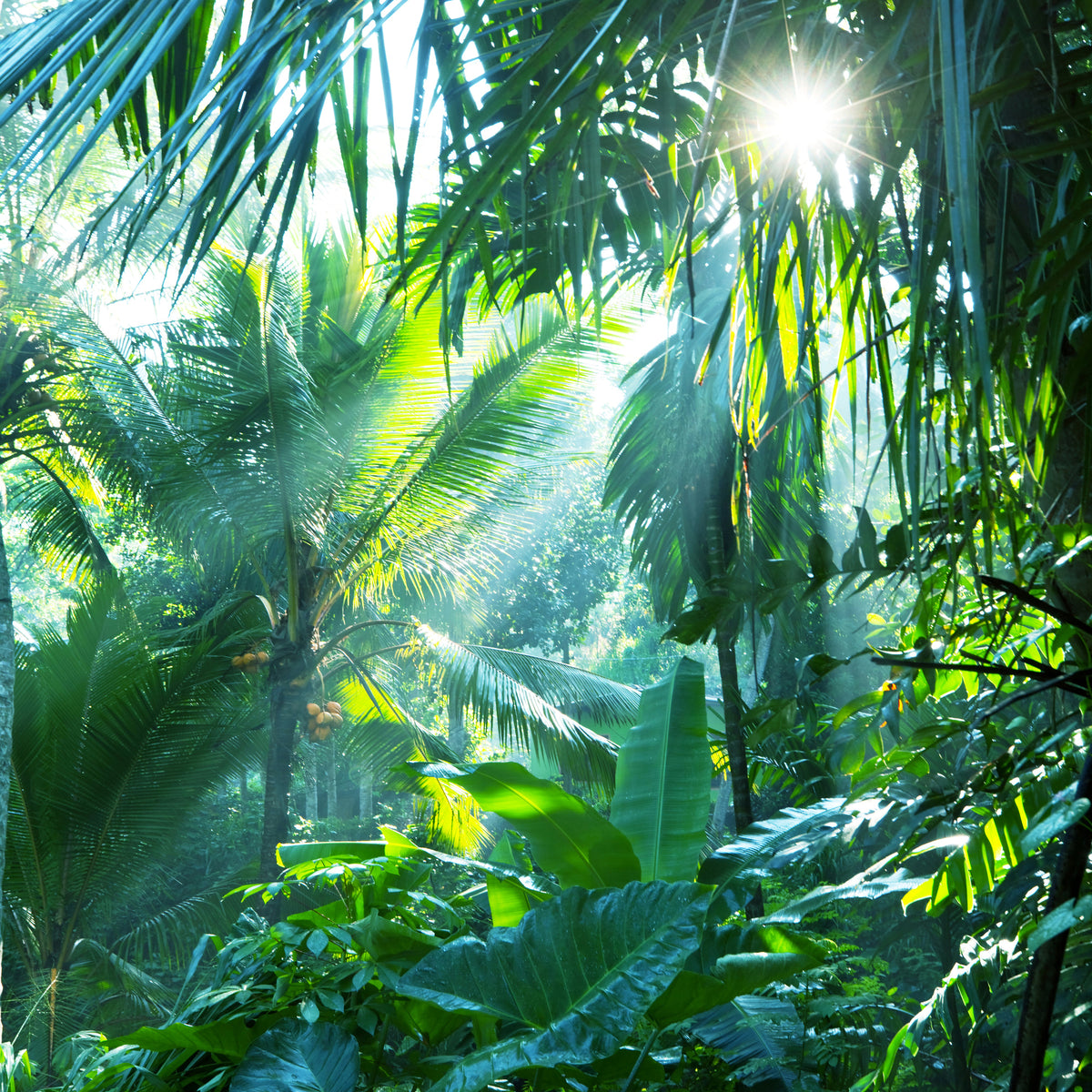 aluminium-print-in-tropical-forest