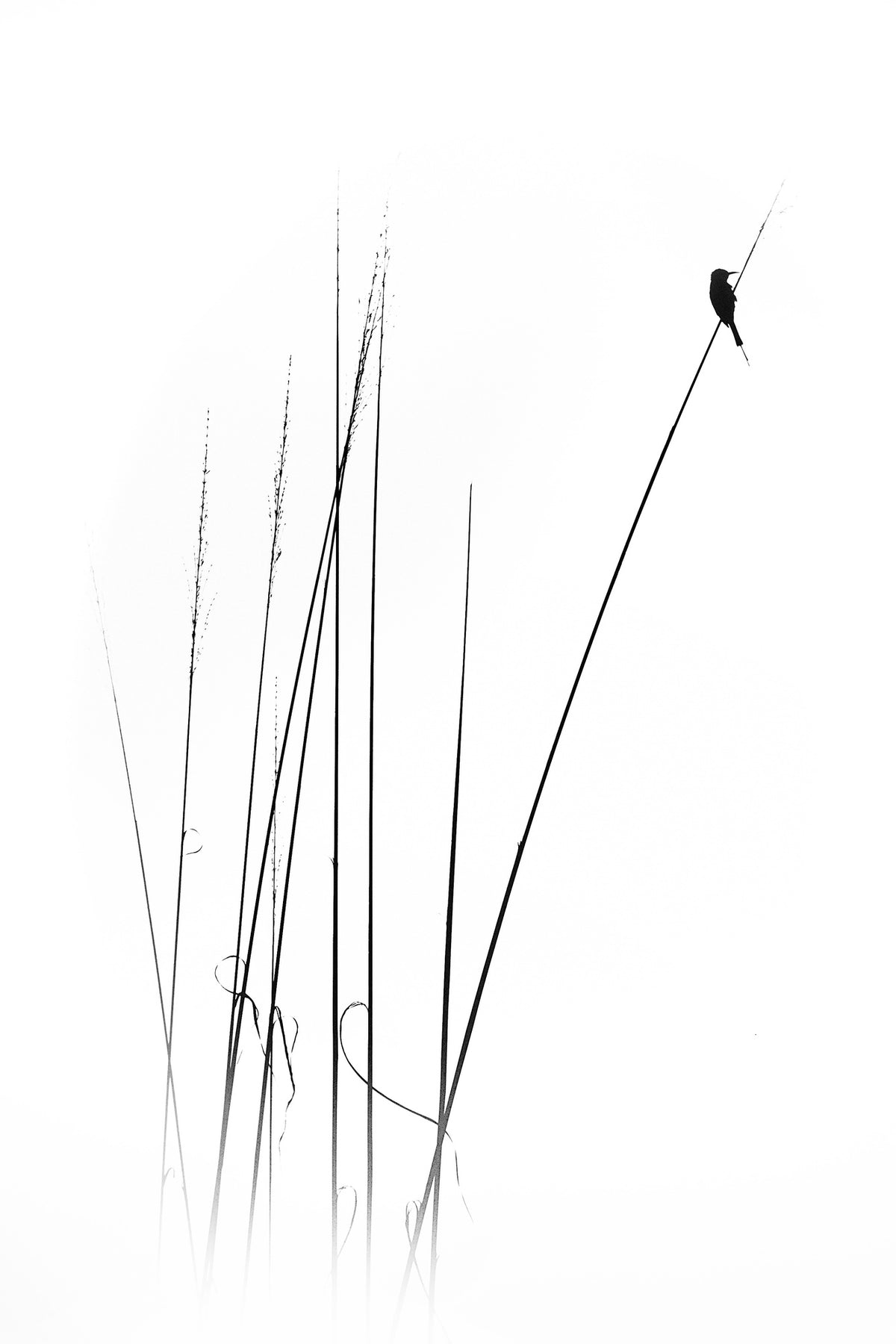 framedposter-print-a-sabbatical-x