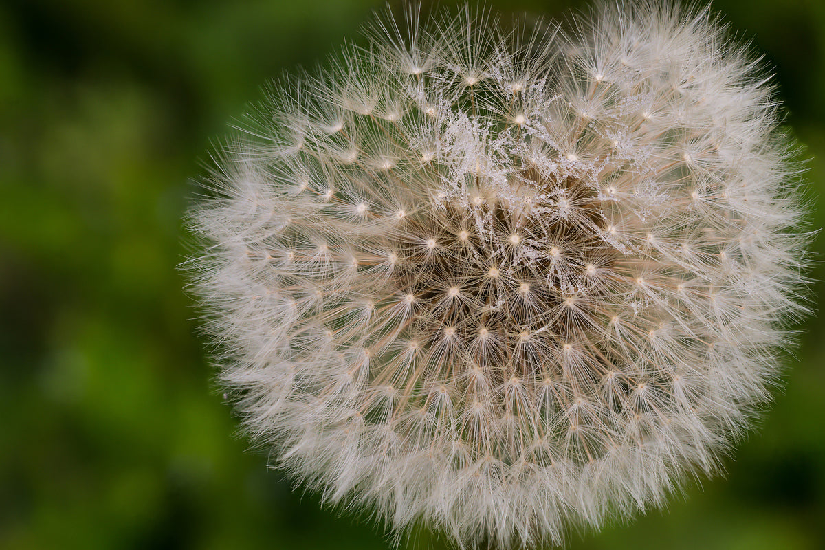 3-piece-canvas-print-the-dandelion-in-nature