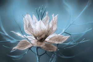 modern-3-piece-aluminium-print-nigella