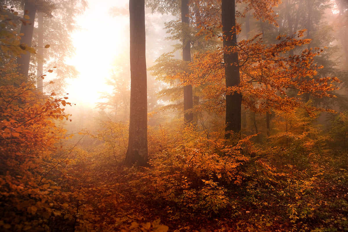 canvas-print-autumn-xpi