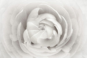aluminium-print-ranunculus