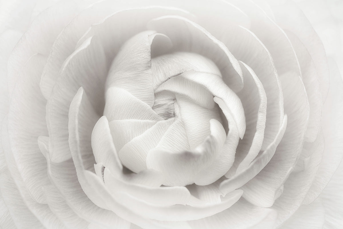 aluminium-print-ranunculus