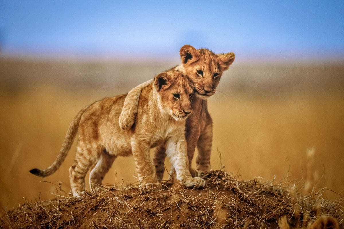 canvas-print-brothers-for-life