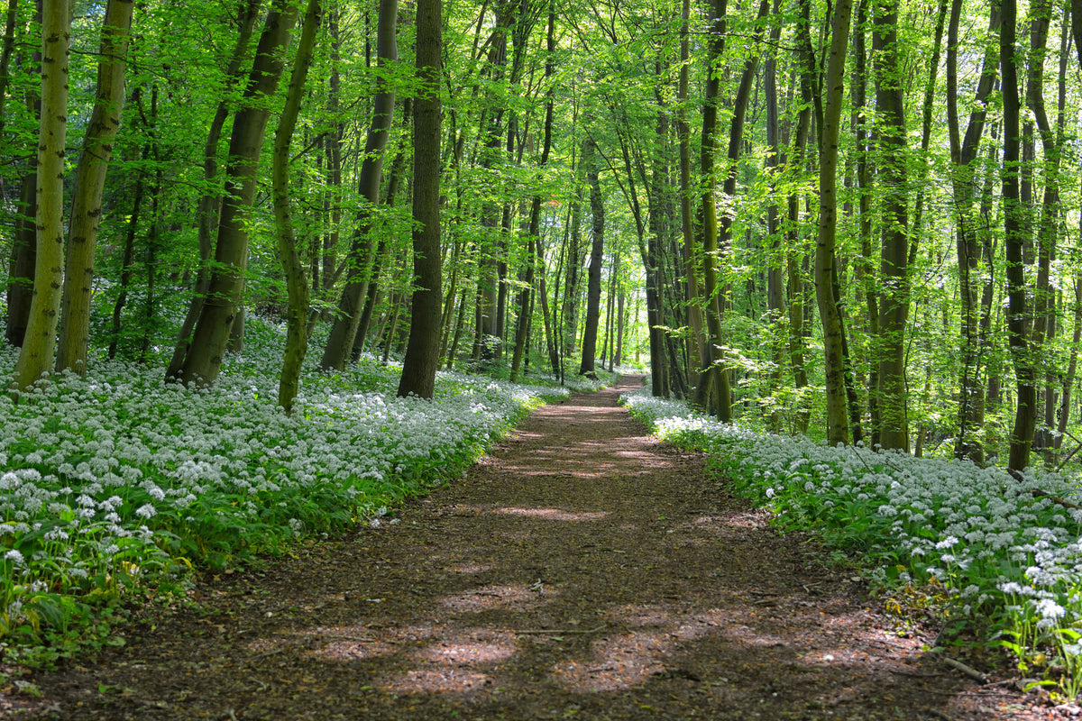 acrylic-print-we-love-the-summer-in-the-woods