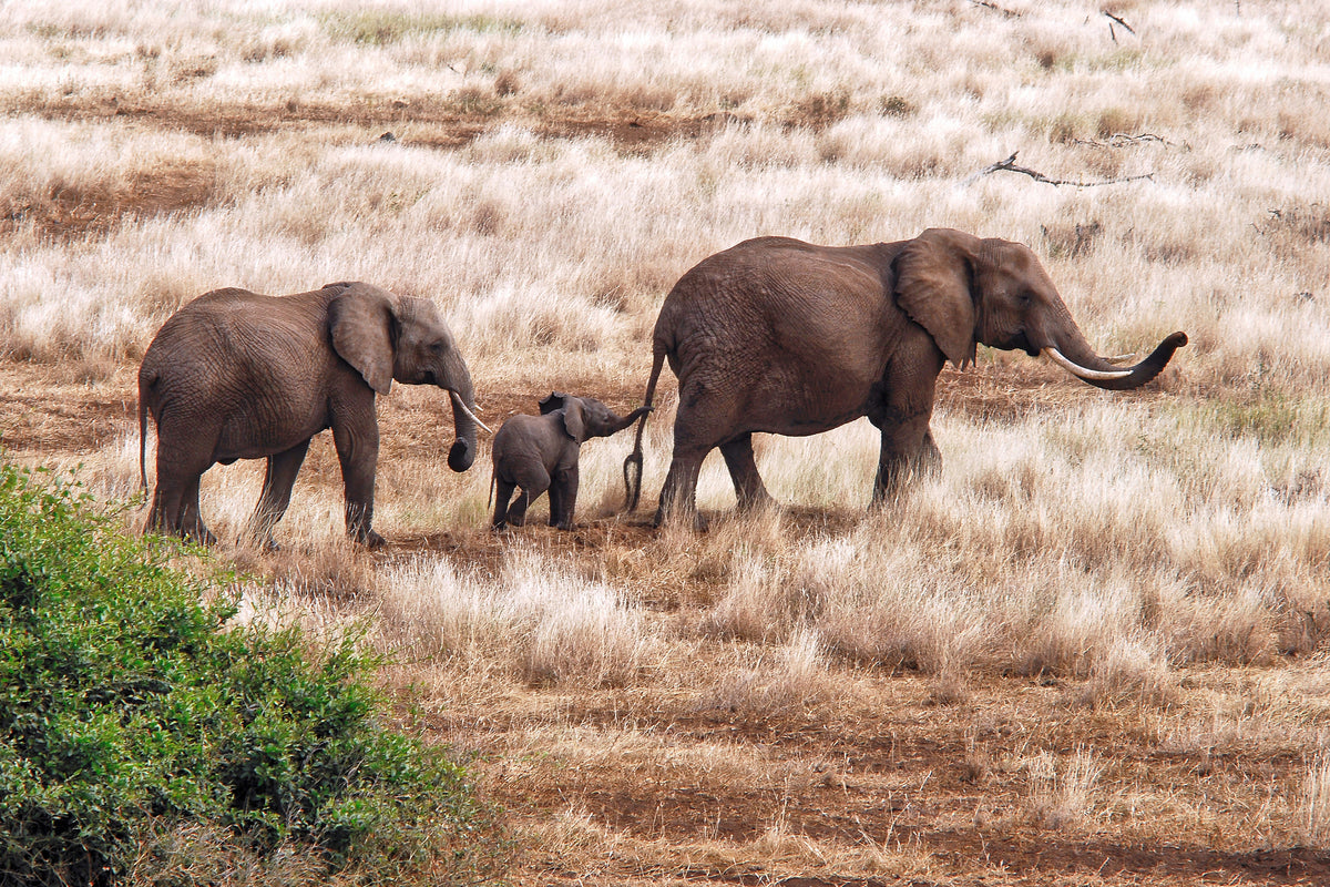 aluminium-print-elephant-family-tanzania-x