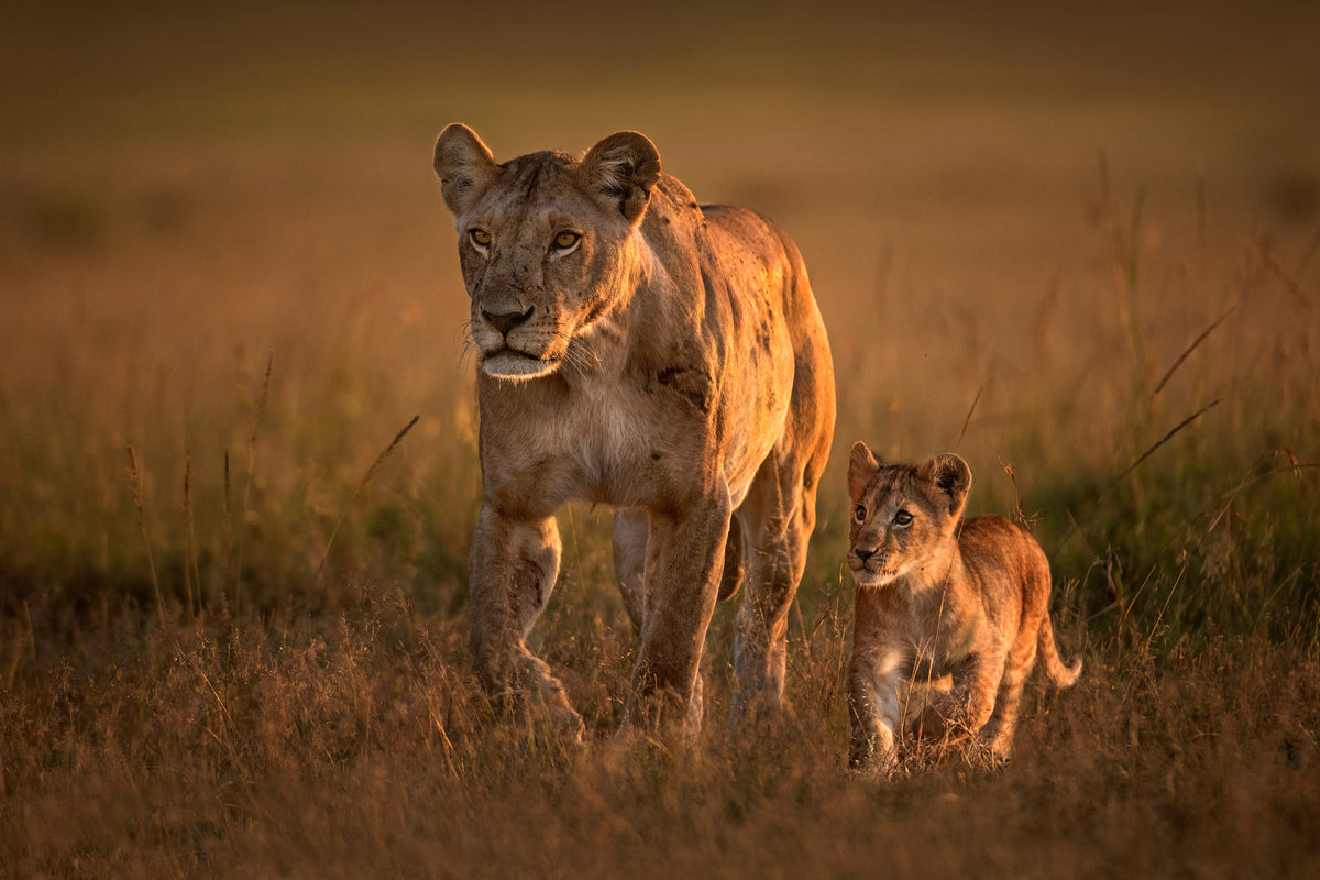 acrylic-print-mom-lioness-with-cub-x