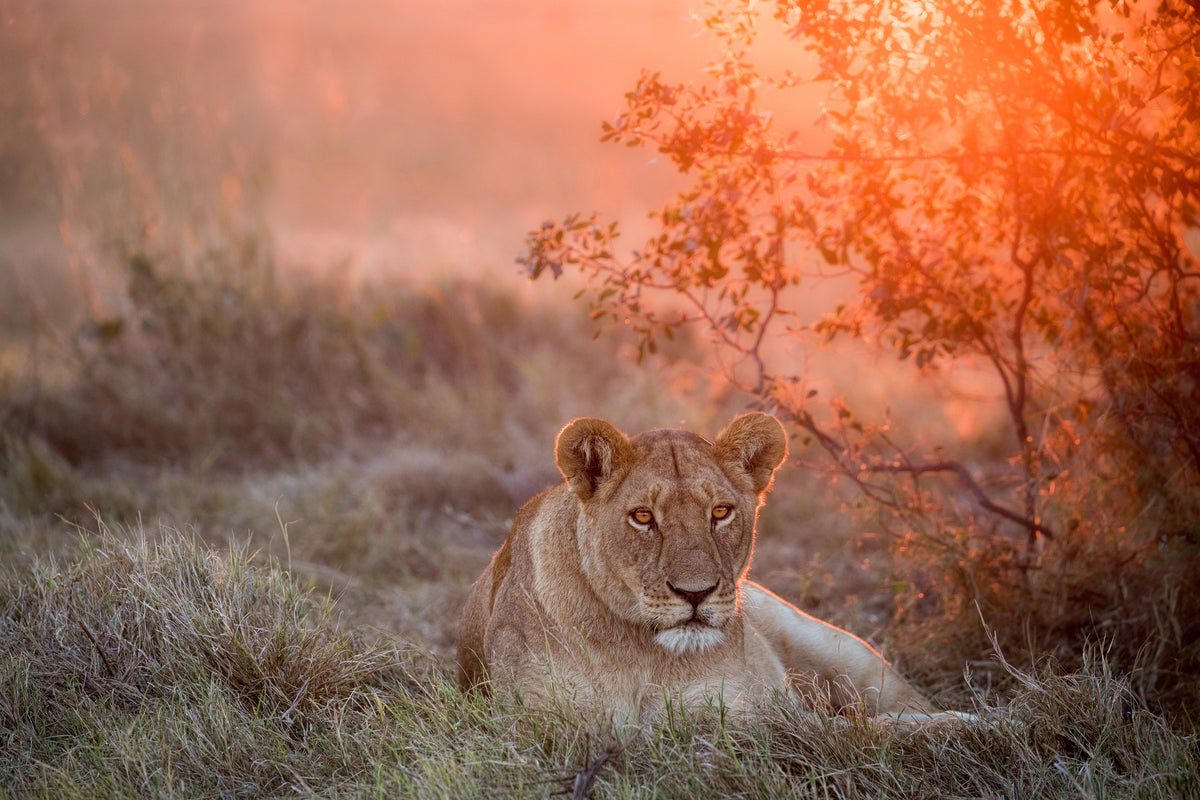 acrylic-print-sunset-lioness