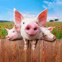 9-piece-canvas-print-pig-in-luck
