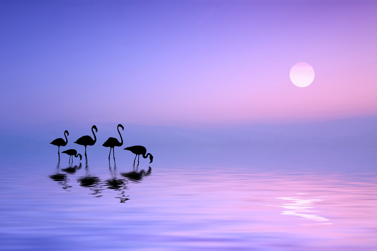 poster-print-morning-flamingo-x