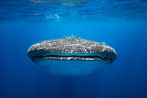 3-piece-canvas-print-face-to-face-with-a-whale-shark
