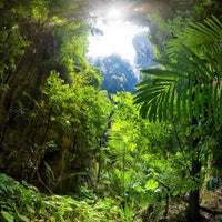 acrylic-print-clearing-in-the-jungle