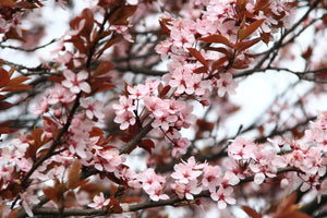 acrylic-print-spring-is-here