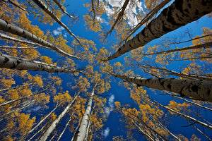 acrylic-print-aspen-s-fall-x