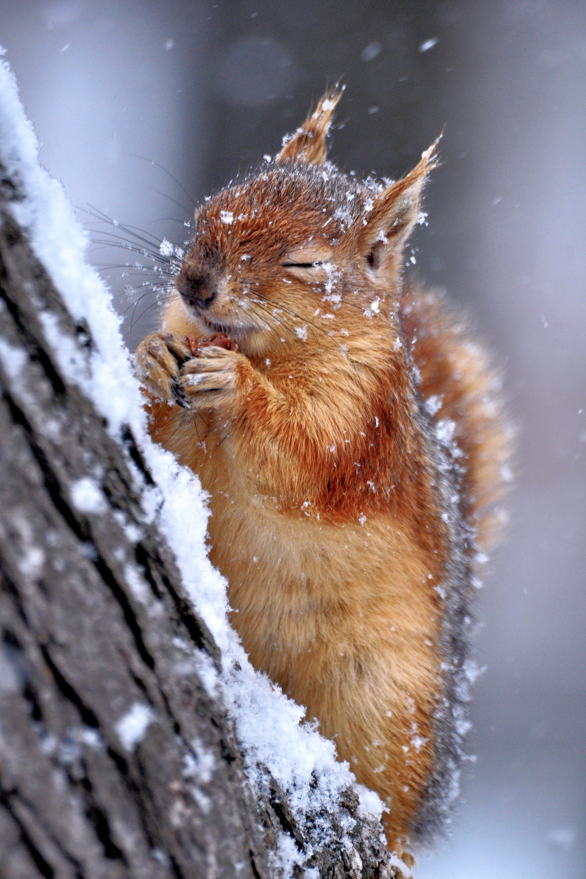 framedposter-print-winter-xwg