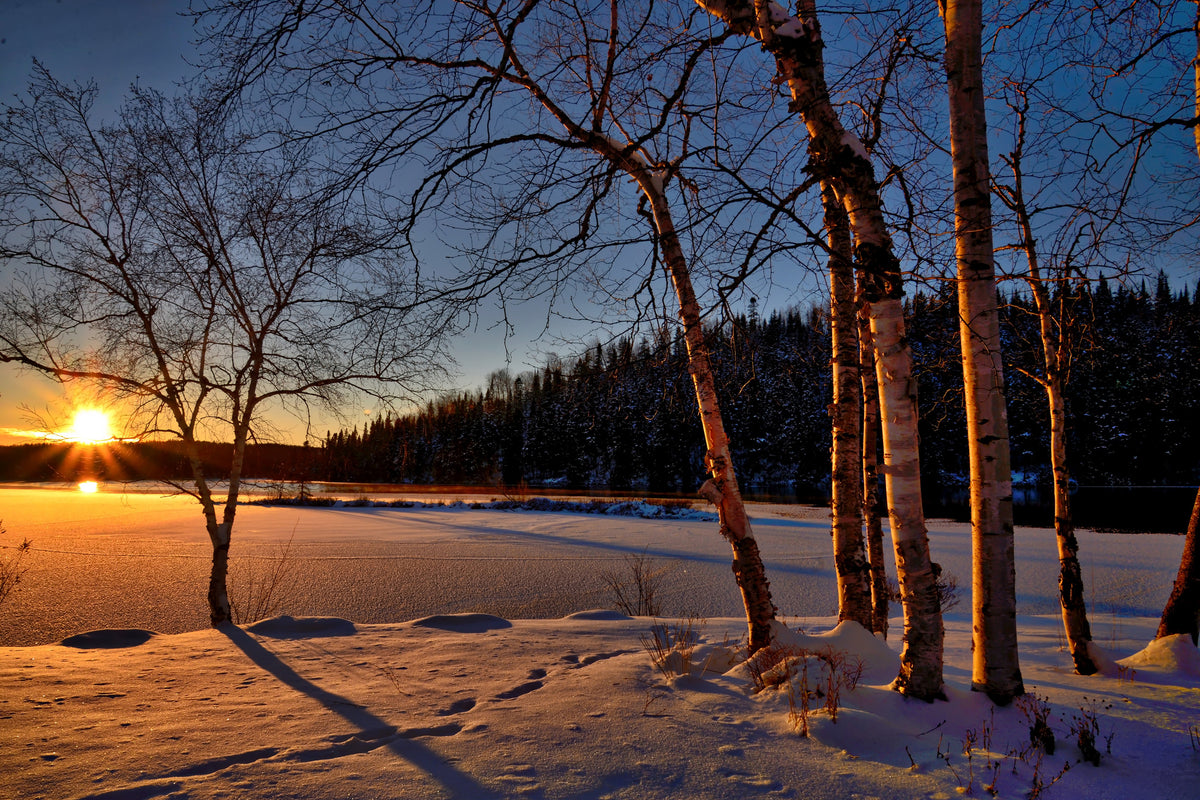 modern-3-piece-canvas-print-birches-in-the-sunset