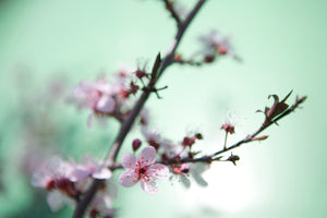 canvas-print-beautiful-japanese-cherry-blossom