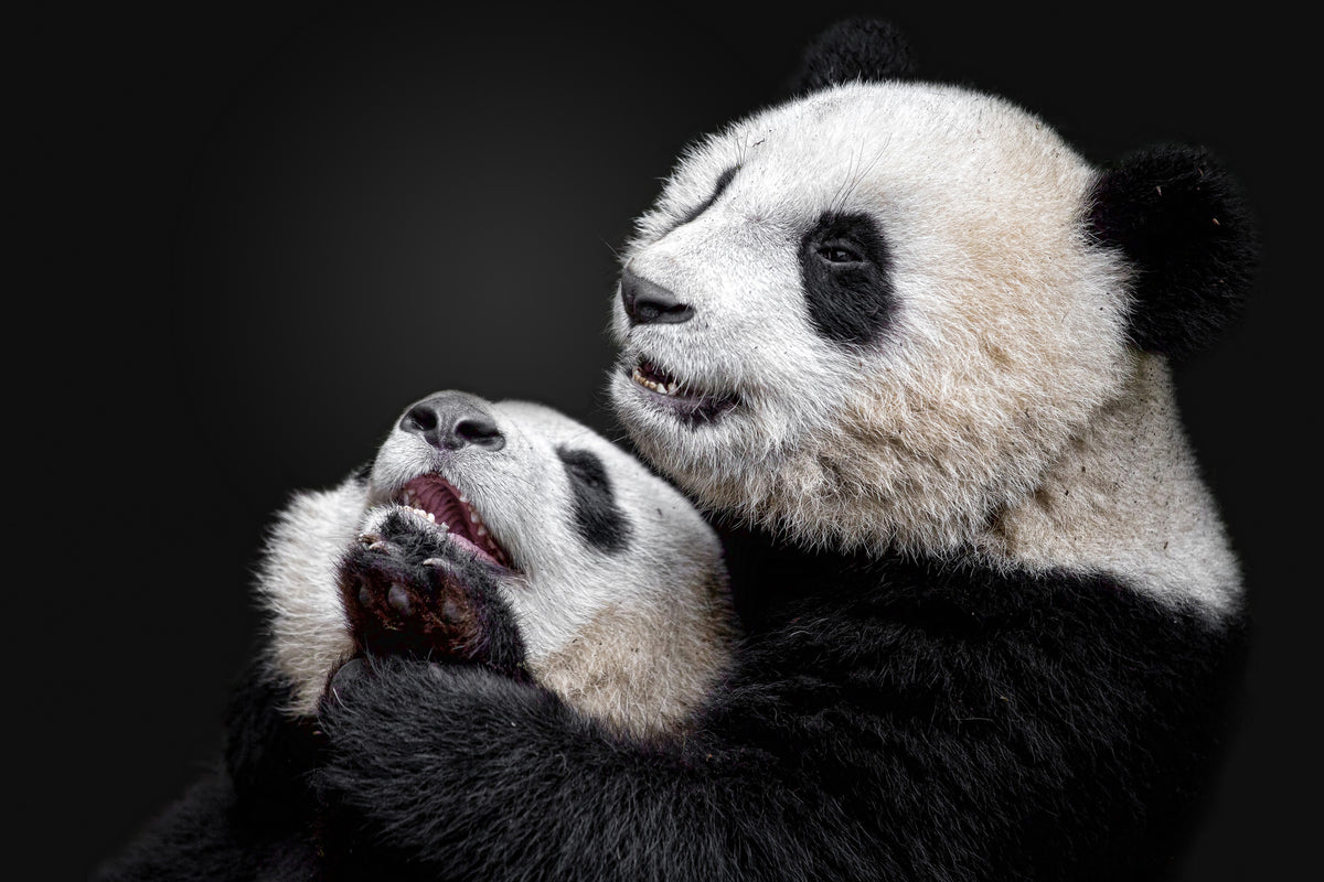 framedposter-print-pandas-x
