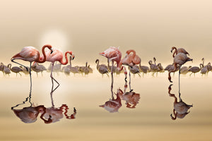 framedposter-print-flamingos-x