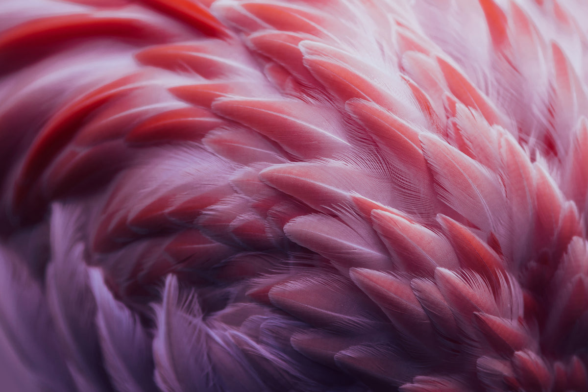 aluminium-print-flamingo-xqw