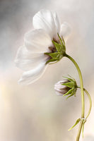 framedcanvas-print-heavenly-cosmos