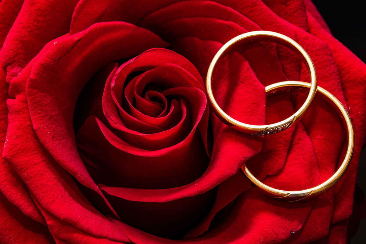 framedcanvas-print-wedding-rings-on-the-rose
