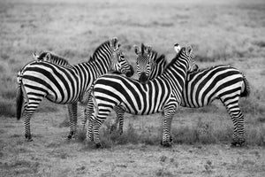canvas-print-stripes-xoh