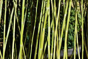 modern-3-piece-aluminium-print-fresh-bamboo