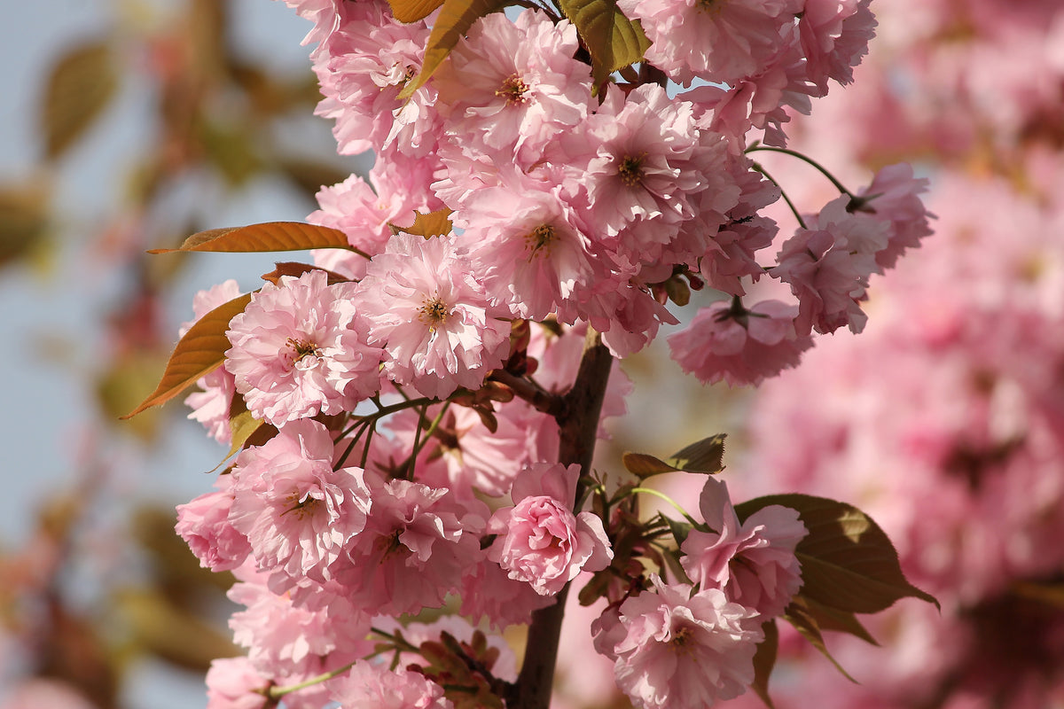 3-piece-canvas-print-the-ornamental-cherry