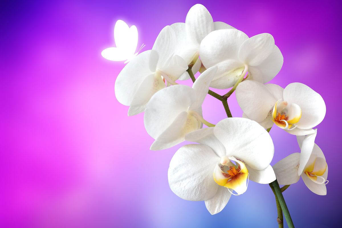 3-piece-aluminium-print-flower-power-orchid