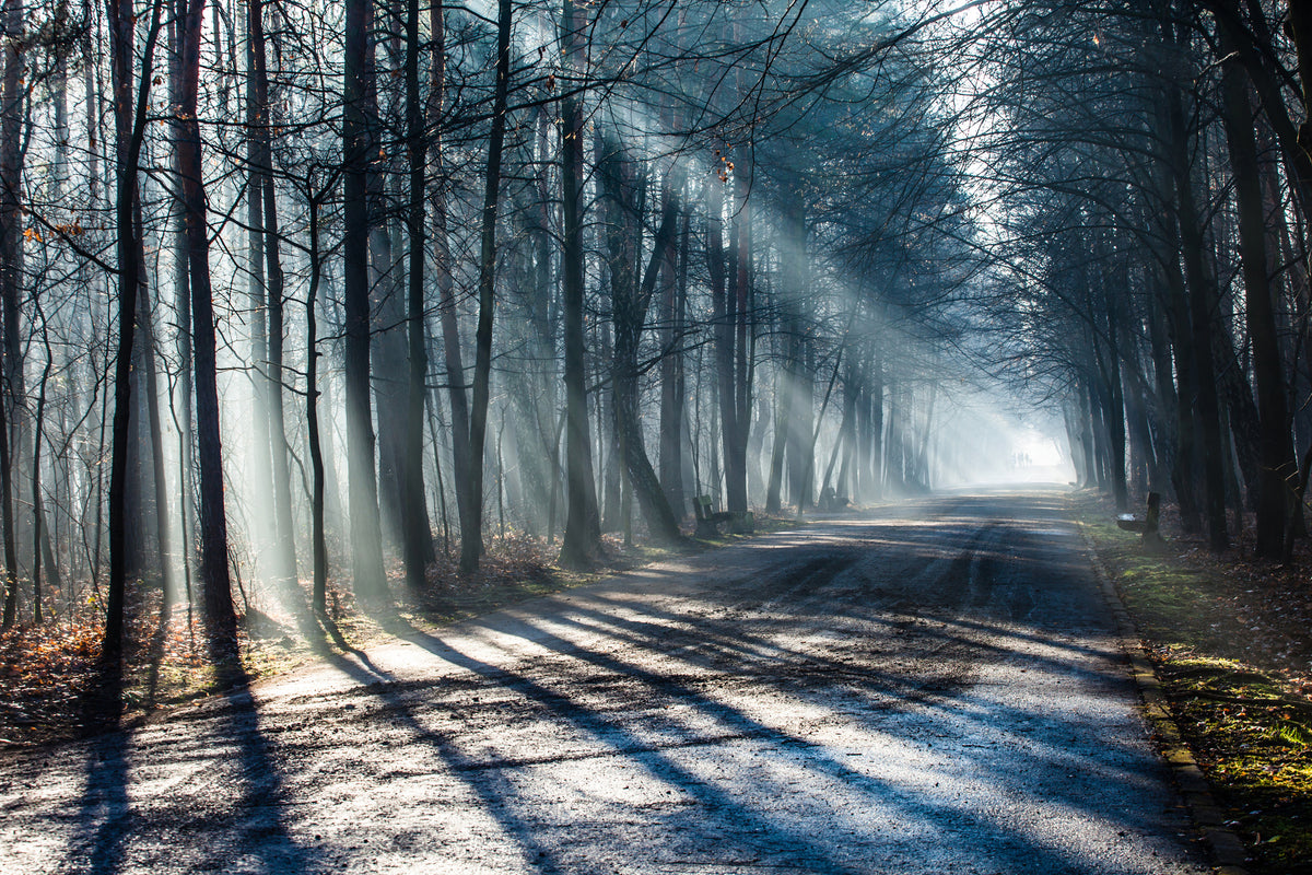 framedcanvas-print-forest-in-the-light-beam