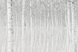 poster-print-trees