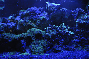 3-piece-canvas-print-coral-reef-in-blue