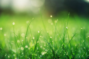 3-piece-acrylic-print-meadow-with-morning-dew
