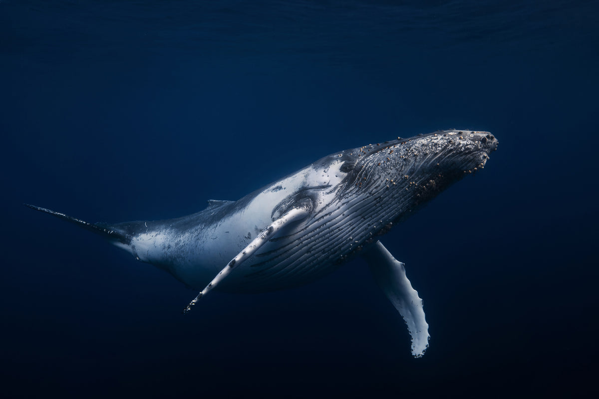 acrylic-print-humpback-whale-in-blue-x