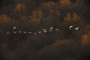 acrylic-print-morning-mood