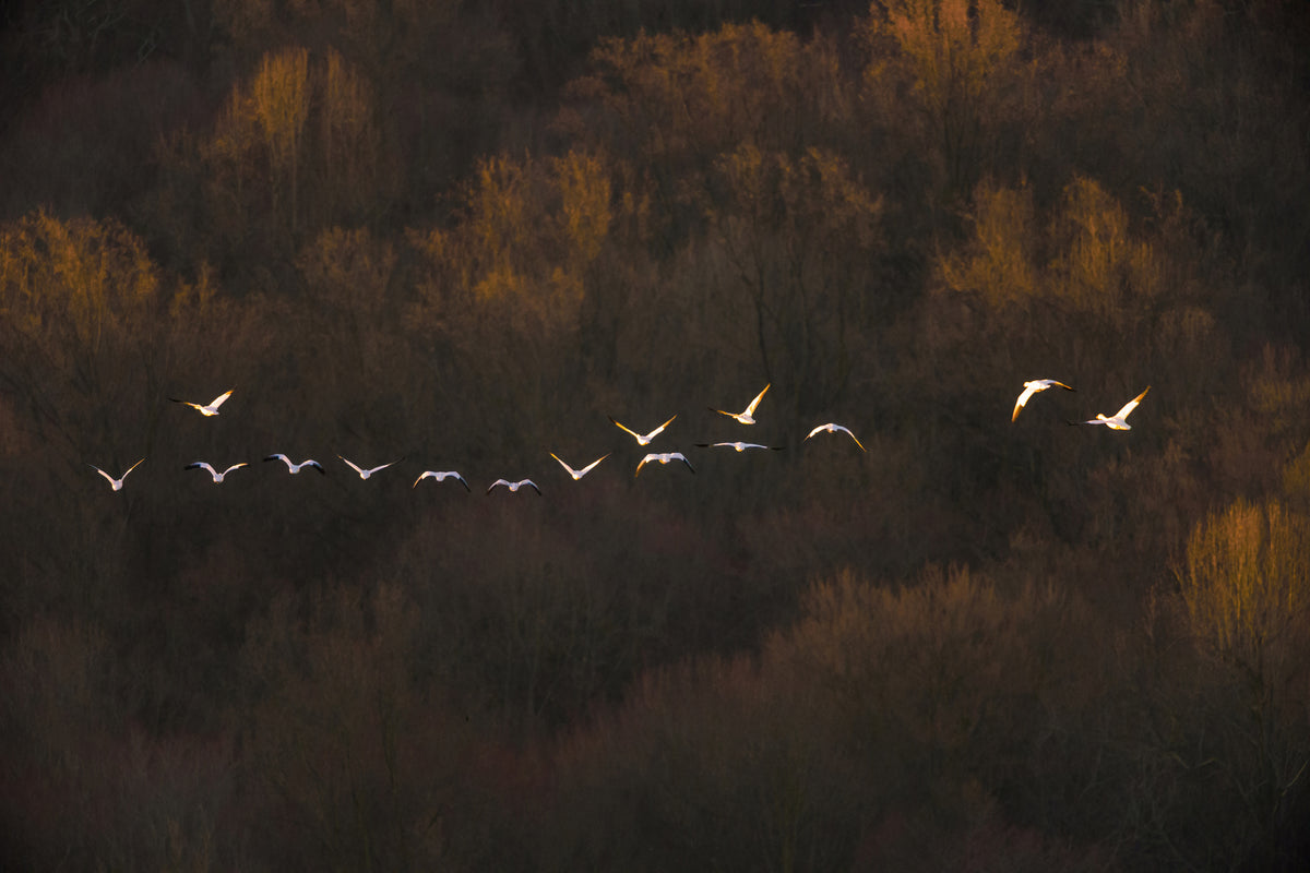 acrylic-print-morning-mood