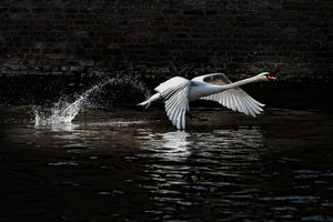 canvas-print-flying-swan